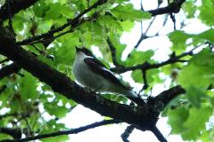 Gobemouche noir, mâle, Drôme, avril 2026