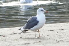 Goéland brun, adulte, Delta de l'Ebre, décembre 2025