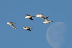 Goéland railleur, Camargue, avril 2026