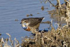 Gorgebleue à miroir, mâle, Delta de l'Ebre, décembre 2023