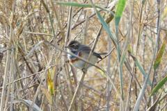 Gorgebleue à miroir, mâle, Delta de l'Ebre, décembre 2025