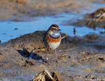 Gorgebleue à miroir, mâle, Delta de l'Ebre, février 2012