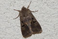 Gothique, papillon, Drôme, mai 2026