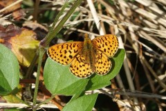 Grand collier argenté, papillon, Drôme, mai 2025