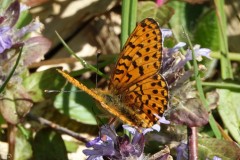 Grand collier argenté, papillon, Drôme, mai 2025