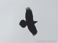 Grand corbeau