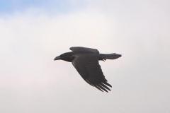 Grand corbeau, Drôme, octobre 2024