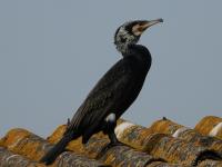Grand cormoran