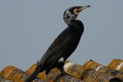 Grand cormoran, adulte, Camargue, mars 2024
