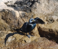 Grand cormoran, adulte en plumage nuptial,Alpes-Maritimes, mars 2016