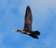Grand cormoran, jeune, Drôme, février 2017