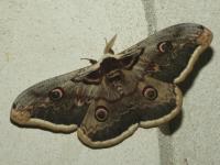 Saturniidae