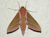 Grand Sphinx de la Vigne