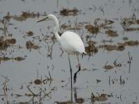 Grande aigrette