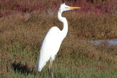 Grande aigrette, Delta de l'Ebre, décembre 2025