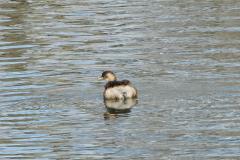 Grèbe castagneux, Drôme, janvier 2026