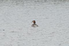 Grèbe huppé, Drôme, février 2026