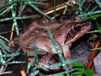 Grenouille agile