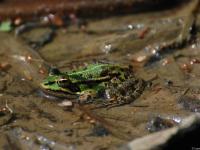 Grenouille groupe verte