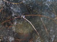 Grenouille rousse