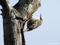 Grimpereau des jardins