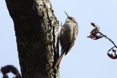 Grimpereau des jardins, Drôme, mars 2026