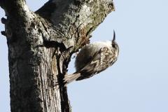 Grimpereau des jardins, Drôme, mars 2026