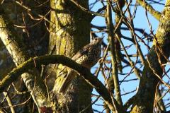 Grive draine, Drôme, décembre 2025