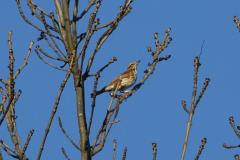 Grive mauvis, Drôme, décembre 2025