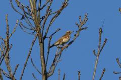 Grive mauvis, Drôme, décembre 2025
