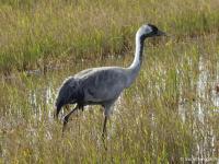 Grue cendrée
