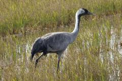 Grue cendrée, Delta de l'Ebre, décembre 2025