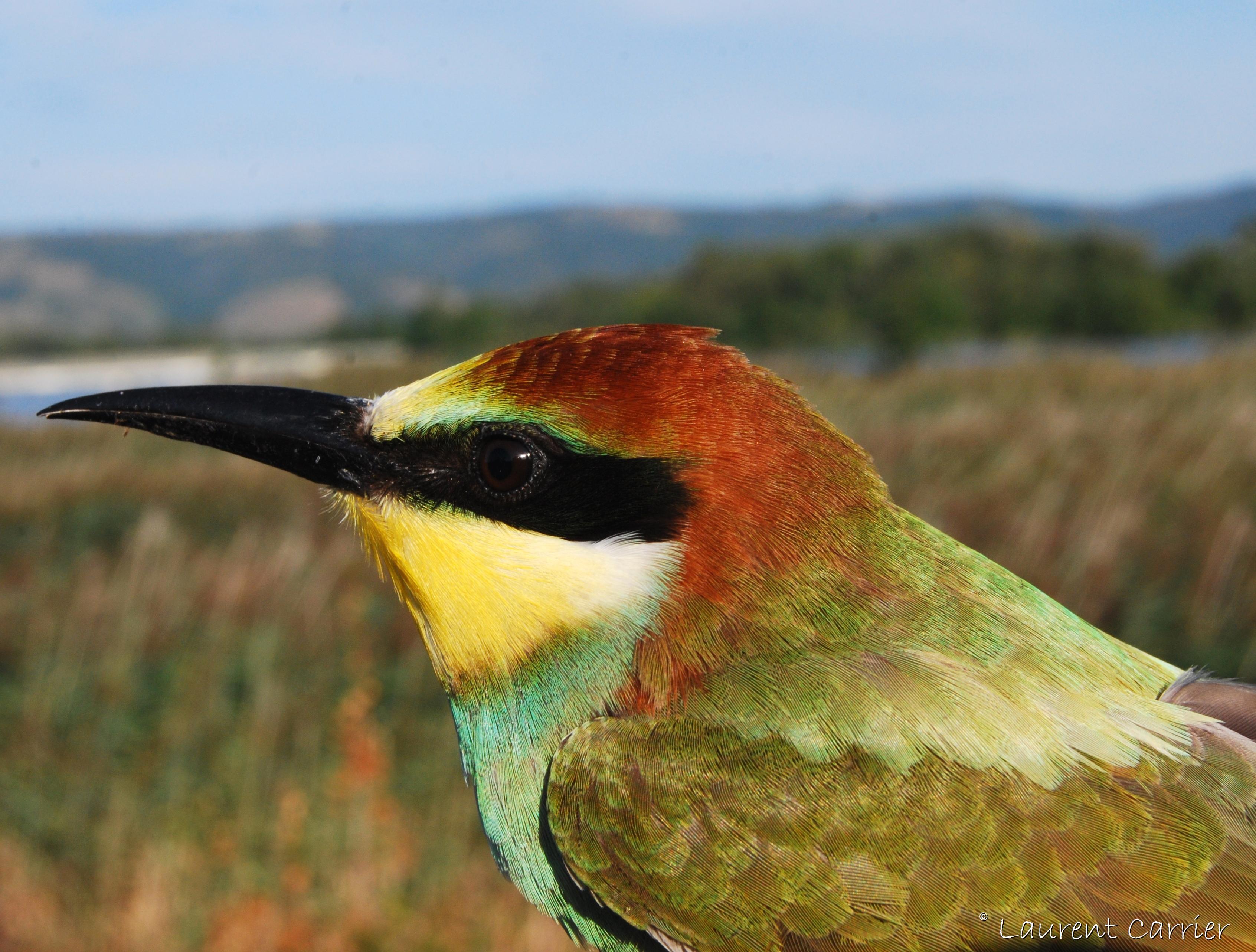Gu pier D Europe Merops Apiaster Laurent Carrier Ornithologie
