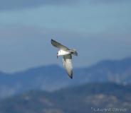 Guifette moustac, Delta de l'Ebre, décembre 2019