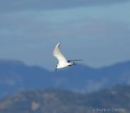 Guifette moustac, Delta de l'Ebre, décembre 2019