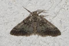 Gymnospile Commune, papillon, Drôme, juillet 2025