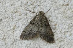 Gymnospile Commune, papillon, Drôme, juillet 2025