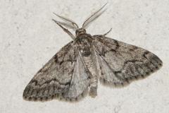 Gymnospile Commune, papillon, Drôme, juin 2025