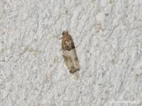 Gypsonome dépouillée