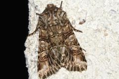 Hadène du Silène, papillon, Drôme, avril 2026