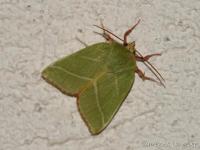 Nolidae