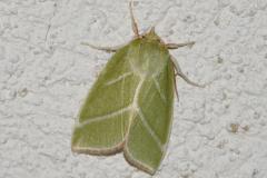 Halias du Hêtre, papillon, Drôme, juillet 2025