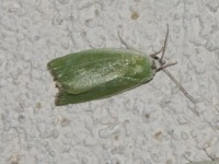 Halias du Saule