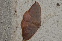 Hameçon méridional, papillon, Drôme,  septembre 2025