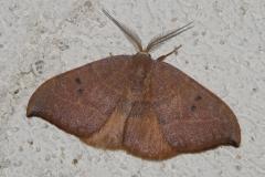 Hameçon méridional, papillon, Drôme,  avril 2026