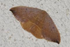 Hameçon méridional, papillon, Drôme,  août 2025