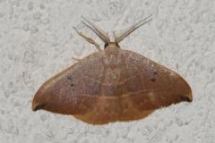 Hameçon méridional, papillon, Drôme,  juin 2025