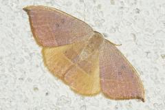 Hameçon méridional, papillon, Drôme,   juillet 2026