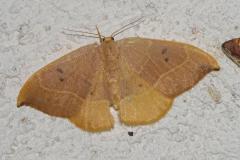 Hameçon, papillon, Drôme, juin 2025