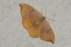 Hameçon, papillon, Drôme, mai 2025